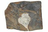 Paleocene Fossil Ginkgo Leaf - North Dakota #290846-1